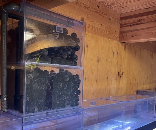 購入者決定1500水槽セット
