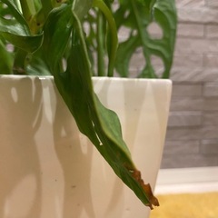 観葉植物マドカズラ陶器鉢の画像