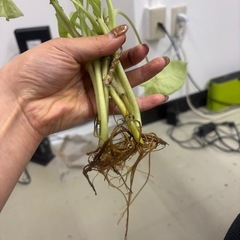 シンゴニウムの画像