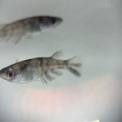 メダカ　和墨　オス2メス1 の画像