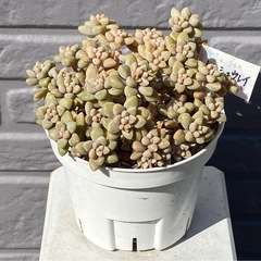 2026.3.15(17)   多肉植物　ヒメシュウレイの画像