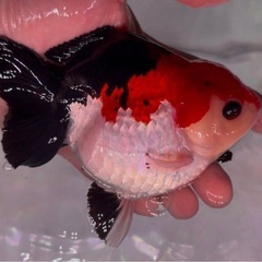 【ショートテールオランダ　トリカラー】15㎝±の画像