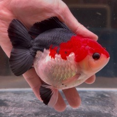 【ショートテールオランダ　トリカラー】15㎝±の画像