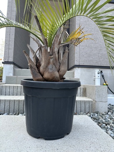 ★☆鉢植え　ココスヤシ☆★