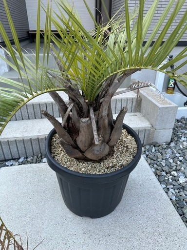★☆鉢植え　ココスヤシ☆★