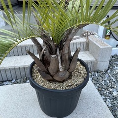 ★☆鉢植え　ココスヤシ☆★の画像