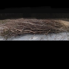 雑木伐採　薔薇枝ほしいかたの画像