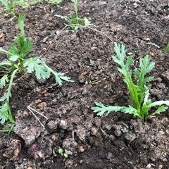 春菊の苗，3本／100円の画像