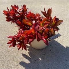 鉢ごと多肉植物の画像