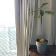 実生苗　アボカド 鉢底から高さ50cm　の画像