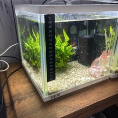 20*20×20の水槽セットの画像