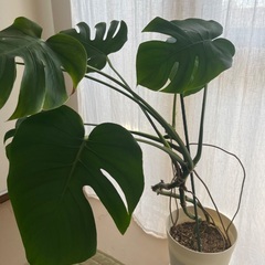 モンステラ🪴の画像