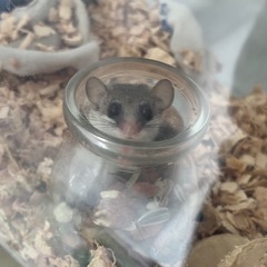 アフリカヤマネ