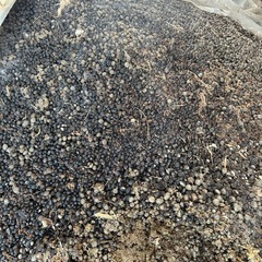 無料☆家庭菜園・小動物糞・野菜・活用してください☆の画像