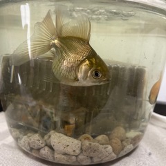 金魚　里親　金魚掬い　無料　タダ　譲りますの画像