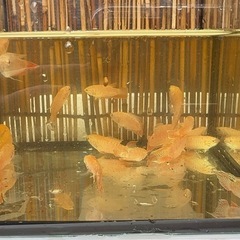 アルビノスネークスキン.PFの画像