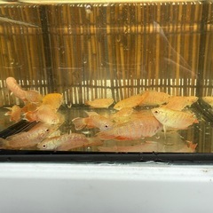 アルビノスネークスキン.PFの画像