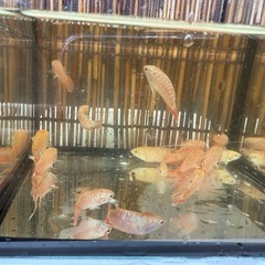 アルビノスネークスキン.PFの画像