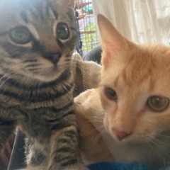 かわいい茶白とキジトラの男の子兄弟🐱