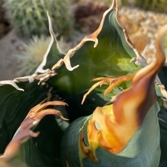 大株　アガベ　海王の画像