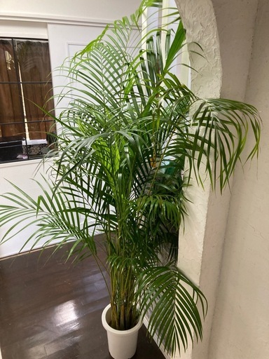 観葉植物?アレカヤシ大②
✨