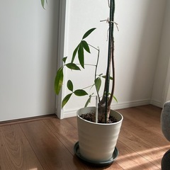 観葉植物　パキラの画像
