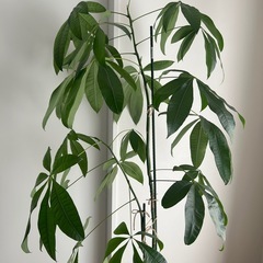観葉植物　パキラの画像