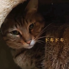 動画付🏠うちにおいで☺️怖がりのむぎ君を優しく見守って下さ…