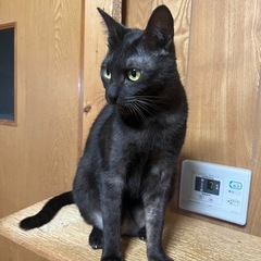 メス　1歳半　ワクチン　避妊済み