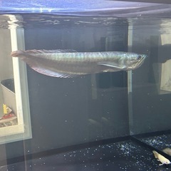 シルバーアロワナ40センチ前後の画像