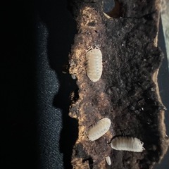 ミスターグレイ　10匹の画像