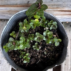 チョコレートミント　抜き苗
の画像