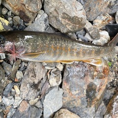 渓流釣り　メンバー募集