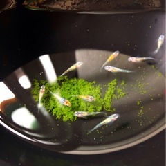春💐輝きの✨=yurisis=体外光.ひかりラメ魚メダカ成魚１０匹 の画像