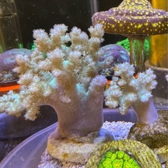 トサカサンゴ　海水の画像