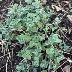 キャットミントの画像