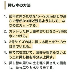 イチジク　挿し木用穂木　5本の画像