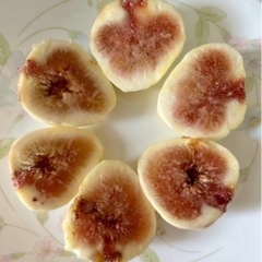 イチヂク　挿し木用カット　穂木　極細　5本　同時購入で0円！の画像