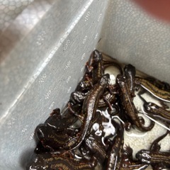 強金箔自家繁殖シリケンイモリCB個体1匹の画像