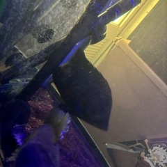 アロワナ、ダトニオ、チャンナプルクラ、プレコの画像