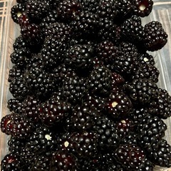 ブラックベリー　苗木　1本の画像