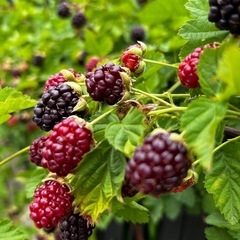 ブラックベリー　苗木　1本の画像