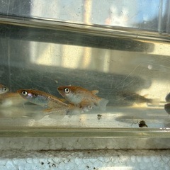 クラース　メダカ　めだかの画像