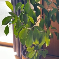 観葉植物・ガジュマロ
の画像