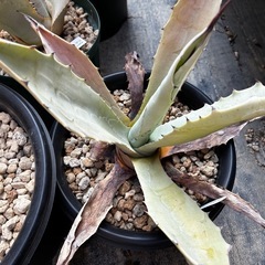 耐寒性アガベ　大苗セット9点セットの画像