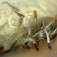 シミケン　メダカ　めだかの画像