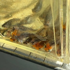 シミケン　メダカ　めだかの画像