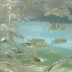 エメキンオスのみ　メダカ　めだかの画像