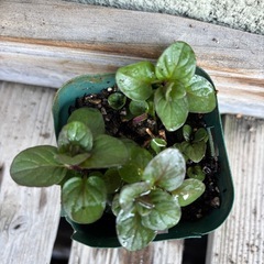 取引者決定　モヒートミント苗（ イエルバブエナ ）抜き苗の画像