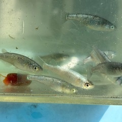 クロノス雌のみ　メダカ　めだかの画像